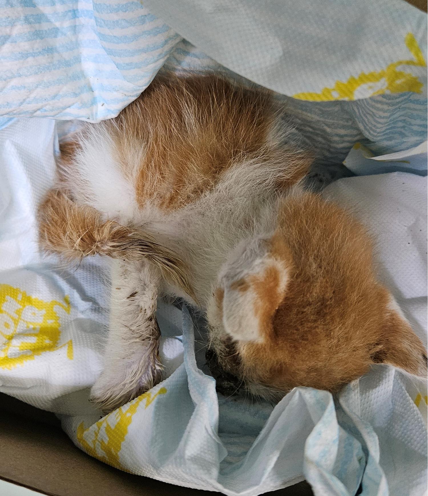 대구유기동물보호협회_427345202300570